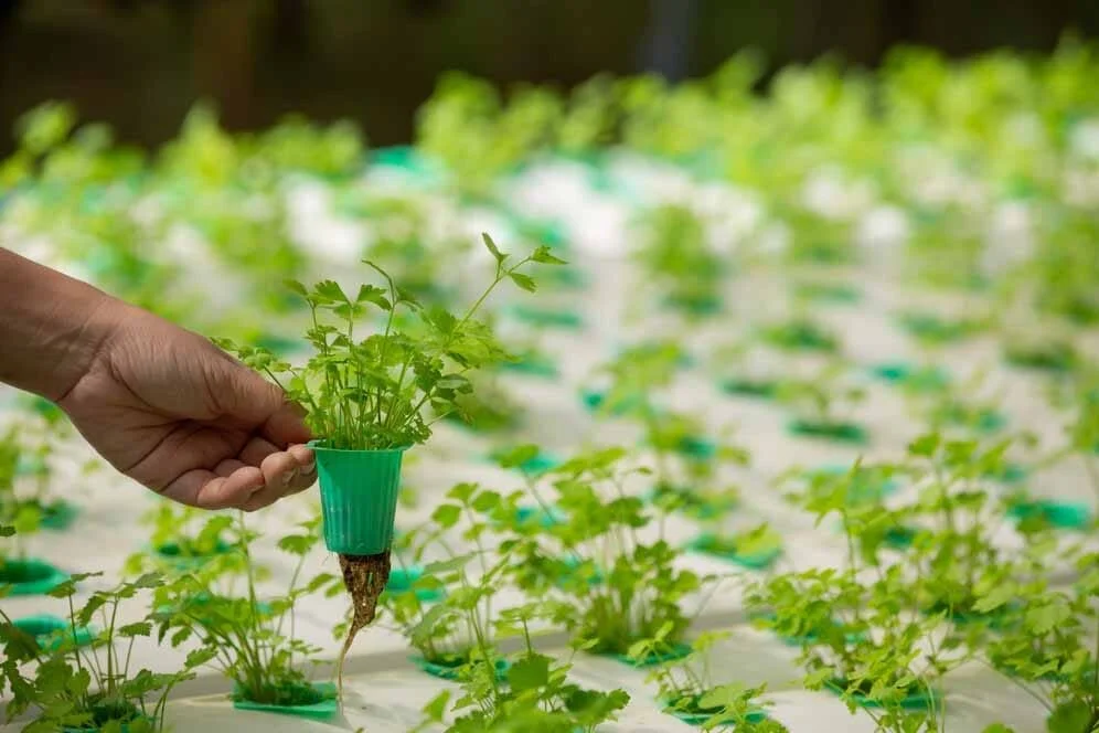 Urban Farming Reimagined: Hydroponics in Nicosia