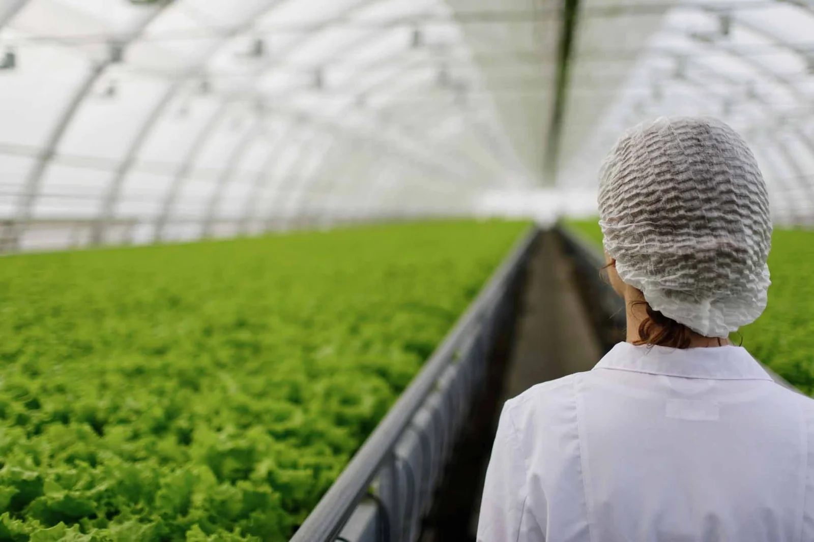Greenhouse interior with rows of fresh greens