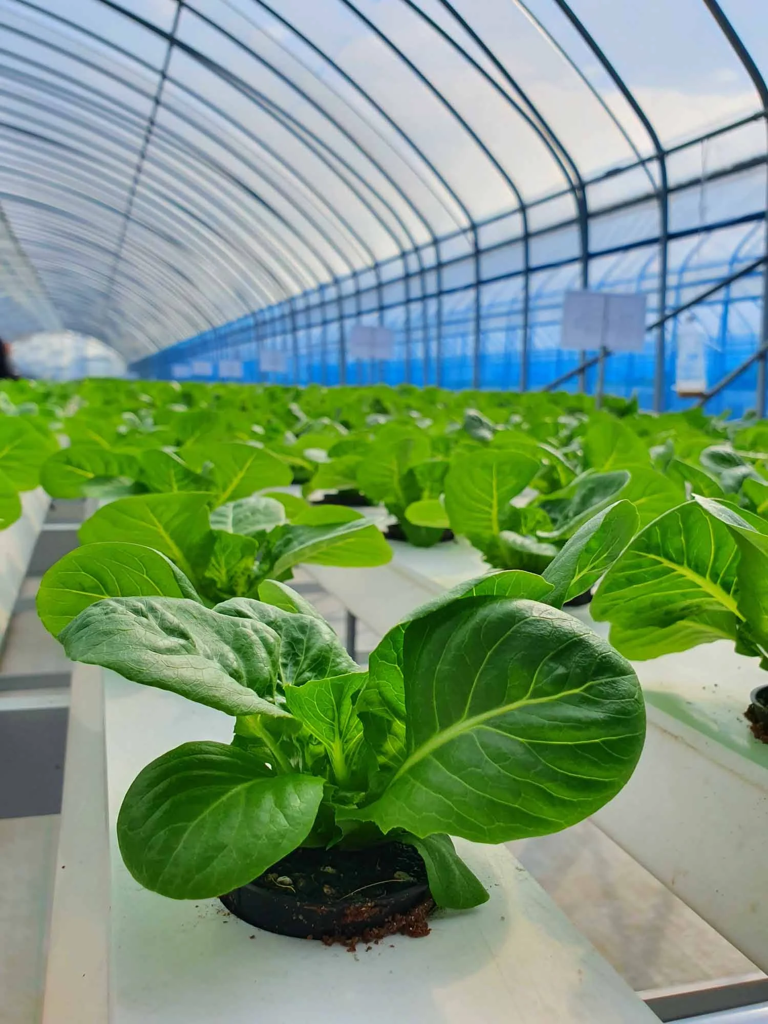 Hydroponic Systems