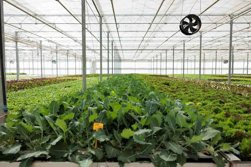 How Climate-Controlled Greenhouses Boost Productivity